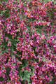 Produktbild: Pflanzen für Dich Gehölze Cytisus scop. Johnson's Crimson, 1 St., Besen-Ginster, Roter Besenginster