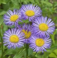 Produktbild: Alpenaster Goliath - Aster alpinus - lebende Gartenpflanze aus den Baumschulen