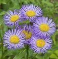 Produktbild: Alpenaster Goliath - Aster alpinus