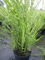 Produktbild: Miscanthus sinensis Zebrinus strictus - Zebra-China-Schilf - Stachelschweingras - Zebragräser