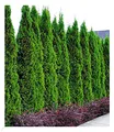 Produktbild: BALDUR Garten Lebensbaum-Hecke 'Thuja Smaragd' 20 Pflanzen Thuja occidentalis Smaragd, winterhart, mehrjährig, immergrün, Sichtschutz, anspruchslose Pflanze, Empfehlung 3 Pflanzen pro lfd. Meter