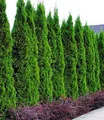 Produktbild: BALDUR Garten Hecken Lebensbaum-Hecke 'Thuja Smaragd', 20 St., Zypressengewächse, immergrün, winterhart, mehrjährig