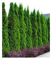 Produktbild: Lebensbaum-Hecke 'Smaragd', 20 Pflanzen Thuja occidentalis Smaragd