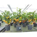 Produktbild: Calamondin Stamm Busch Orange Citrus Mitis 70 - 80 cm Orangenbaum Calamondino Kalamansi