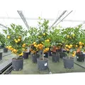 Produktbild: Calamondin Stamm Busch Orange Citrus Mitis 70 - 80 cm Orangenbaum Calamondino Kalamansi