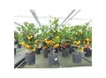Produktbild: Calamondin Stamm Busch Orange Citrus Mitis 70 - 80 cm Orangenbaum Calamondino Kalamansi