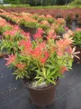 Produktbild: Pieris japonica Forest Flame - japanische Lavendelheide - 30-40cm