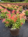 Produktbild: Pieris japonica Forest Flame - japanische Lavendelheide - 30-40cm