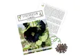 Produktbild: HappySeed Blumensamen Stockrosen Samen - Alcea Rosea (Schwarz), Rosen