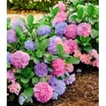 Produktbild: BALDUR Garten 1x Winterharte Freiland-Hortensie L.A. Dreamin®, Pflanze im 14 cm-Topf, blüht blau, rosa und dazwischen, Multicolor-Effekt, für Be... - Blau/Rosa