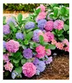 Produktbild: BALDUR Garten Winterharte Freiland-Hortensie L.A. Dreamin®,1 Pflanze, blüht blau, rosa und dazwischen, multicolor-effekt, für Beet und Kübel, winterhart, mehrjährig