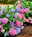 Produktbild: BALDUR Garten Zierstrauch Freiland-Hortensie 'L.A. Dreamin®', 1 St., Schneeball, winterhart, mehrjährig, pflegeleicht, kübelgeeignet