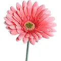 Produktbild: matches21 Gerbera Kunstblume für Blumengestecke künstliche Blume Blüten Kunststoff 1 STK Ø 10x56 cm - rosa