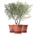 Produktbild: BigDean 3X Blumentopf mit Untersetzer rund ø50xH38 cm Terracotta - wetterfester Pflanzkübel - Wasserablauf UV-beständig aus bruchsicherem Kunststoff - Innen + Außen geeignet - Made in Europe
