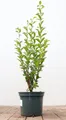 Produktbild: Pflanzen für Dich Gehölze Ligustrum ovalifolium, 1 St., Ovalblättriger Liguster, Gartenliguster