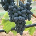 Produktbild: Tafeltraube 'Georg®' blau - Traubenrebe für den Garten - 1 Traubenpflanze von Pflanzen-Kölle im 3 Liter Topf - Vitis vinifera Georg
