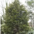 Produktbild: Gelbe Leyland Zypresse Castlewellan Gold 40-60cm - Cupressocyparis,eylandii