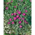Produktbild: Dianthus Sylvestris Wildnelke Ca. 9x9 cm Topf