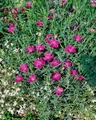 Produktbild: Pflanzen für Dich Staude Dianthus sylvestris, 1 St., Stein-Nelke, Felsennelke