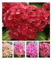 Produktbild: BALDUR Garten 1x 5-Stufen Hortensie Together®, Pflanze im 2 Liter-Topf, Hydrangea macrophylla You&Me® Together®, Gartenhortensie winterhart, pflegeleicht, blühend, Blüten verfärben sich 5 mal