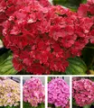 Produktbild: BALDUR Garten Zierstrauch 5-Stufen Hortensie 'Together®', 1 St., Hydrangea, winterhart, reichblühend, lange Blütezeit