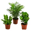 Produktbild: Dehner Pflanzenset Badezimmer, 3 Sorten Balsamapfel, Bergpalme & Streifenfarn, Höhe 25-40 cm, Ø Topf 12 cm, Zimmerpflanze