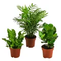 Produktbild: Dehner Zimmerpflanze Pflanzen-Set Badezimmer, je 1x Bergpalme, Balsamapfel, Nestfarn, immergrüne Wohnraumpflanzen, luftreinigende Wirkung