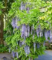 Produktbild: BALDUR Garten 1x Blauregen Blue Moon, Pflanze im 2 Liter-Topf, winterhart, bienenfreundlich, pflegeleicht, Wasserbedarf gering, blühende Kletterpflanze, Wisteria macrostachya