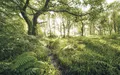 Produktbild: Vlies-Fototapete KOMAR, STEFAN HEFELE MYSTIC PATH, 4 Teile, BxH 400 x 250 cm