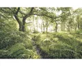 Produktbild: Fototapete Vlies SH045-VD4 Stefan Hefele Ed 1 Mystic Path 4-tlg. 400 x 250 cm