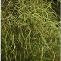 Produktbild: Feinblättriger Faulbaum Ron Williams 60-80cm - Frangula alnus