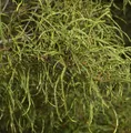 Produktbild: Feinblättriger Faulbaum Ron Williams 60-80cm - Frangula alnus