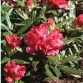 Produktbild: Rhododendron Bohlkens Roter Stern 25-30cm - Rhododendron williamsianum