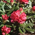 Produktbild: Rhododendron Bohlkens Roter Stern® 25-30cm - Rhododendron williamsianum