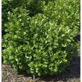 Produktbild: Lorbeerkirsche Etna 30-40cm - Prunus,aurocerasus