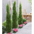 Produktbild: BALDUR Garten 1x Echte Toskana 'Säulen-Zypresse', Pflanze im 9x9 cm-Topf, Cupressus sempervirens pyramidalis, Mittelmeer-Zypresse, winterhart, pfl...