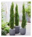 Produktbild: BALDUR Garten Echte Toskana 'Säulen-Zypressen', 1 Pflanze, Cupressus sempervirens pyramidalis Mittelmeer-Zypresse winterhart, pflegeleicht, Wasserbedarf gering