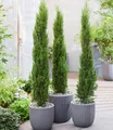 Produktbild: Echte Toskana 'Säulen-Zypressen', 1 Pflanze, Cupressus sempervirens pyramidalis