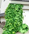 Produktbild: BALDUR Garten 1x Pfeifenwinde Pfeifenblume, Pflanze im 2 Liter-Topf, blickdichte Kletterpflanze mit herzförmigen Blättern, klettert 2,5 bis 5 m hoch, pflegeleicht, winterhart, mehrjährig
