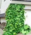 Produktbild: BALDUR Garten Zierstrauch Pfeifenwinde Pfeifenblume, 1 St., Gespensterpflanze, winterhart, mehrjährig, pflegeleicht