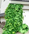 Produktbild: BALDUR Garten Pfeifenwinde Pfeifenblume,1 Pflanze