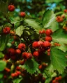 Produktbild: Pflanzen für Dich Gehölze Crataegus coccinea, 1 St., Scharlach-Weißdorn, Amerikanischer Weißdorn