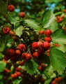 Produktbild: Crataegus coccinea, Scharlachdorn, 150–200 cm, dekorative Früchte