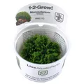 Produktbild: Tropica 1-2-Grow! Monosolenium tenerum 1 Stück