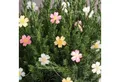 Produktbild: Lights4fun LED-Lichterkette Batteriebetriebene LED‑Mikro‑Blumenlichterkette mit 20 Lichtern in War