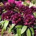 Produktbild: Großblumige Rhododendron Dramatic Dark 30-40cm - Alpenrose