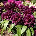 Produktbild: Großblumige Rhododendron Dramatic Dark 30-40cm - Alpenrose - lebende Gartenpflanze aus den Baumschulen