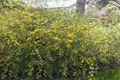 Produktbild: Pflanzen für Dich Gehölze Kerria japonica, 1 St., Kerrie, Ranunkelstrauch, Japanisches Goldröschen