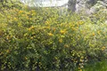 Produktbild: Kerria japonica, Japanische Kerrie, gelb, 150–175 cm