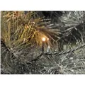 Produktbild: Konstsmide LED Lichterkette 160 bernsteinfarbene LEDs innen und außen